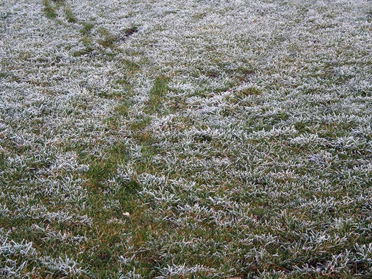 Interventi invernali sul prato (Gennaio – inizio Febbraio)