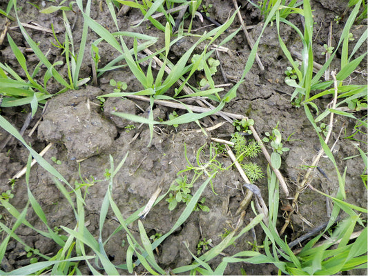 Combattere le infestanti a foglia larga in primavera
