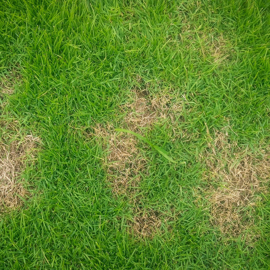 Combattere le malattie del tuo prato in modo naturale: la guida completa