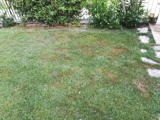 Macchie sul prato rovinato dopo l'inverno? Ecco le soluzioni...