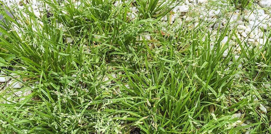 Come gestire i prati infestati da Poa annua e Poa trivialis in primavera