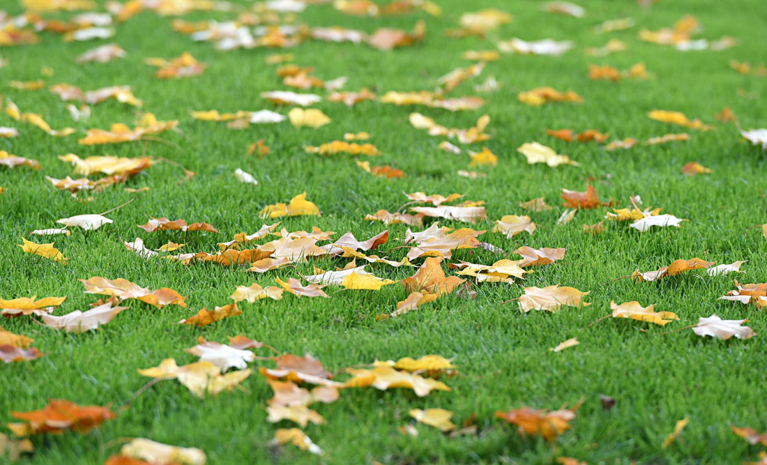 Come Raccogliere e Utilizzare le Foglie Cadute in Autunno sul Prato