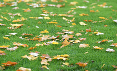 Come Raccogliere e Utilizzare le Foglie Cadute in Autunno sul Prato