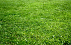 Come Realizzare un Prato di Poa nel Proprio Giardino