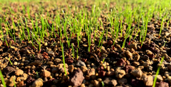 Le tempistiche per la germinazione dei semi del prato