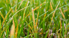 Prevenire e Trattare le Malattie del Prato in Primavera