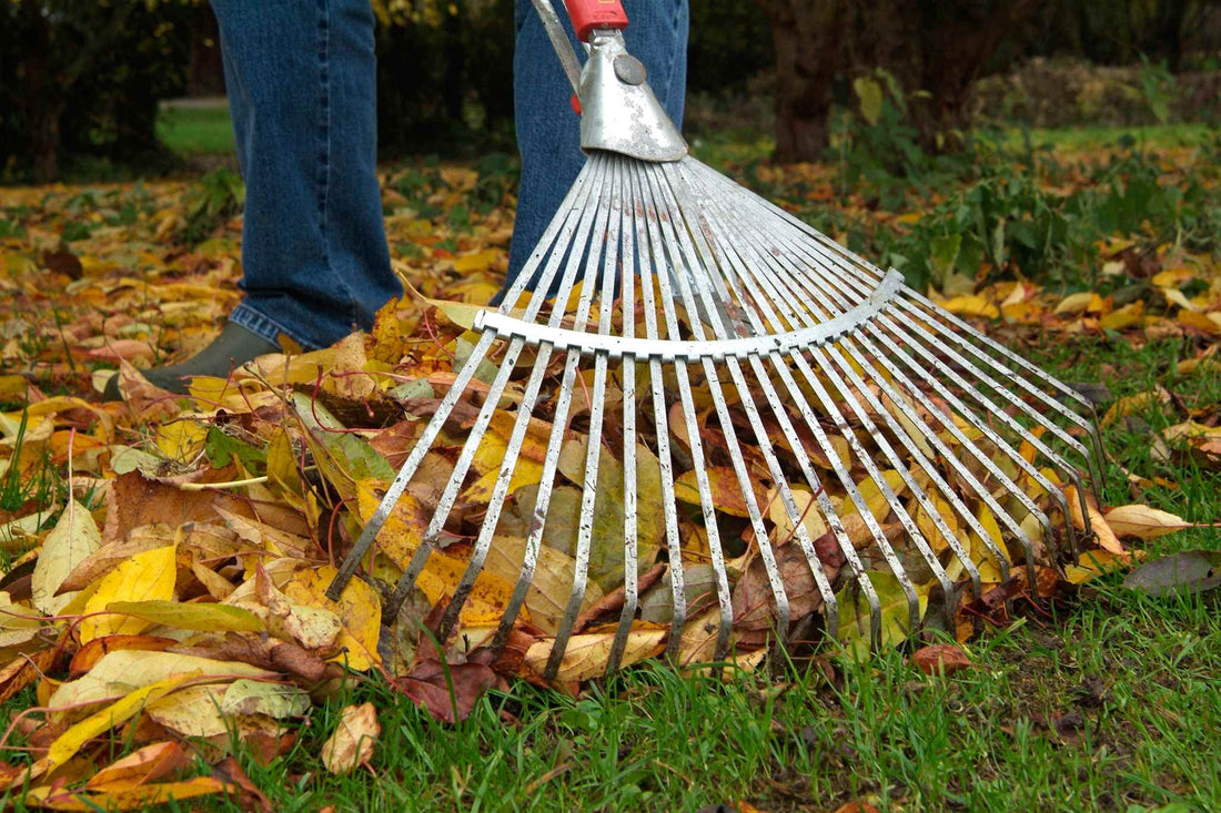 Come triturare e lasciare sul prato le foglie in autunno