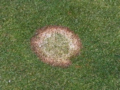 Gli 8 Rimedi Bio contro le malattie del prato