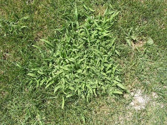 Come togliere il pabio dal prato del giardino a inizio autunno