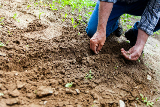 Come preparare il terreno per la semina di un nuovo prato