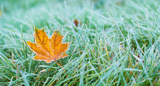 Gli interventi di Novembre sul prato del giardino. Come preparare il tappeto erboso di microterme all'inverno