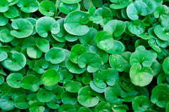 La Gestione di un Prato in Dicondra a fine inverno